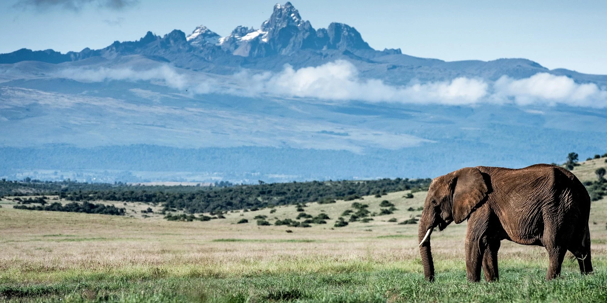 Illustration of the jagged twin peaks of Mount Kenya glowing pink at dawn above misty moorland, with giant lobelia plants in silhouette in the foreground.