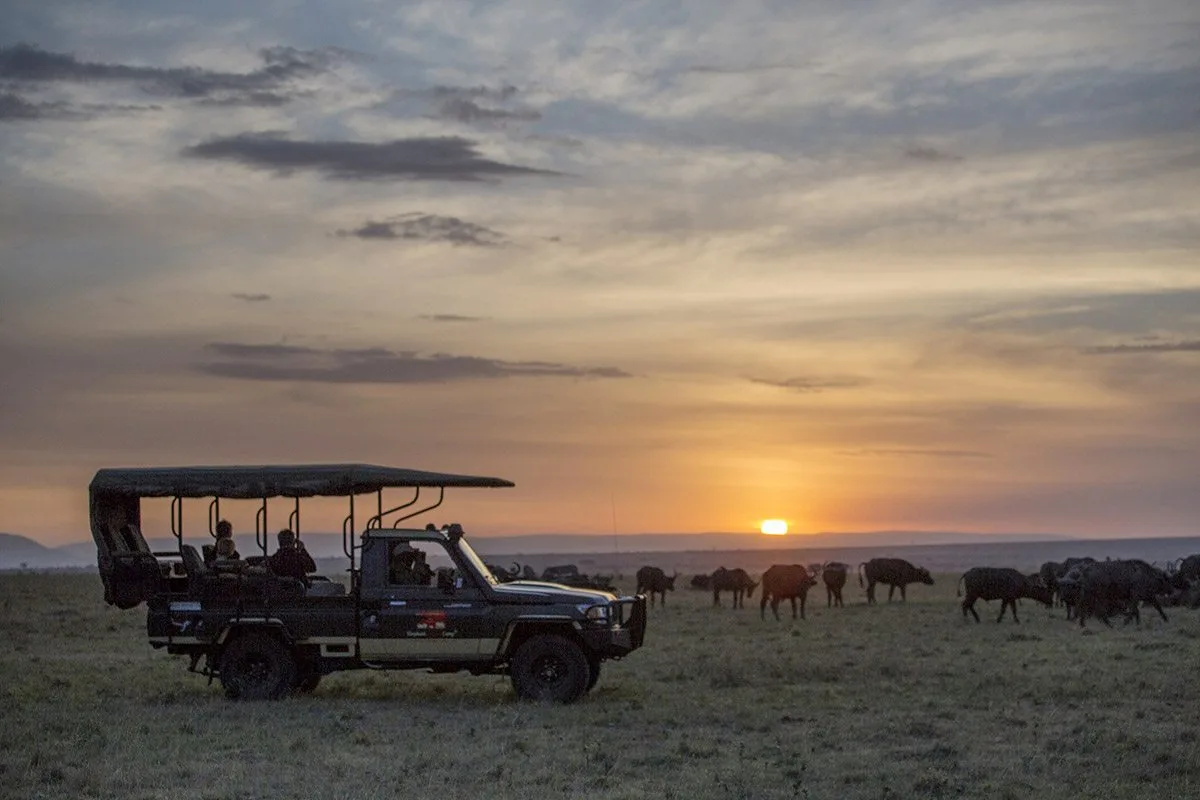 Illustration of a safari vehicle with passengers on a track at dawn, wildebeest grazing on the plain and two giraffes in the distance under a pink and violet sky.