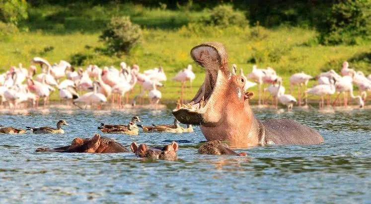 Illustration of a misty dawn on Lake Naivasha: papyrus clumps, a hippo with ripples in the water, a fish eagle perched on a dead branch and a flat-topped volcano behind.