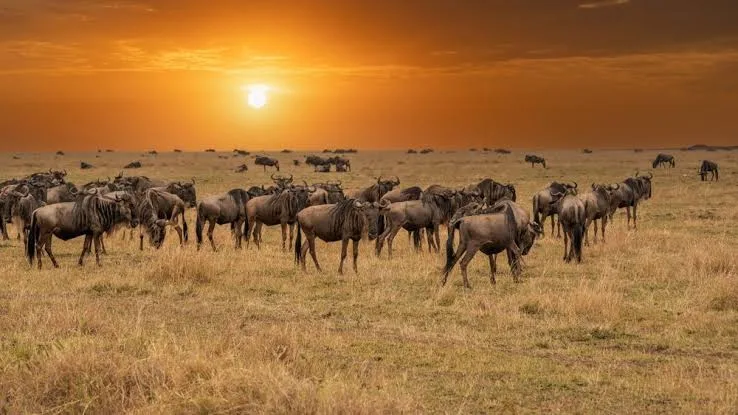 Illustration of a line of red-dusted elephants crossing flat terracotta plains beneath a pale sun, with a large baobab tree silhouetted on the right.