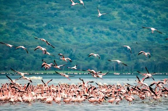 Illustration of a long band of pink flamingos along the shore of a pale lake, more flamingos in flight, a forested escarpment behind and fever trees in the foreground.